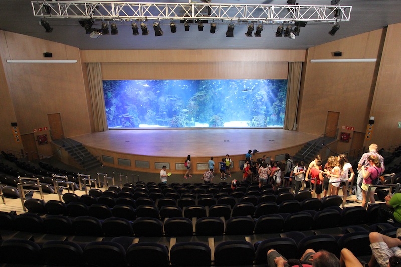 Аудиториум — фауна Красного моря