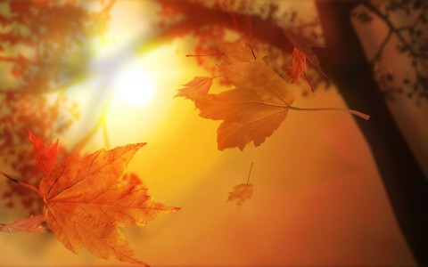 Осень, падает лист