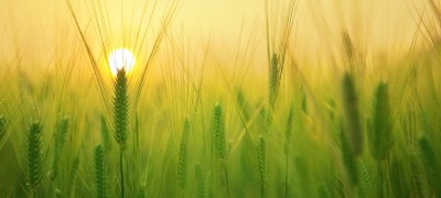 Аль-Халим الحَلِيمُ