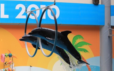 Стамбульский дельфинарий